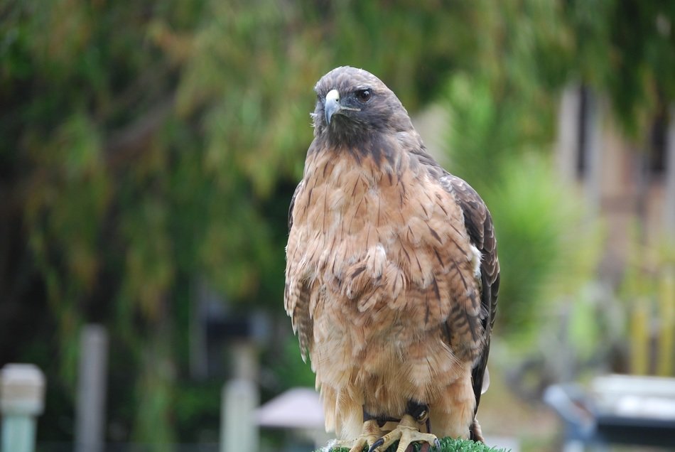 beige bird of prey on blurred background