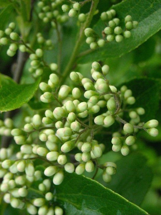 a sea of white flowers with green leaves