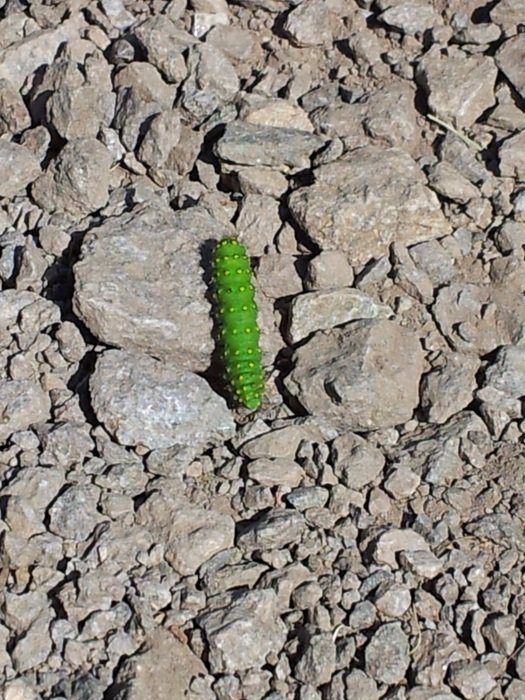 green caterpillar on green stones