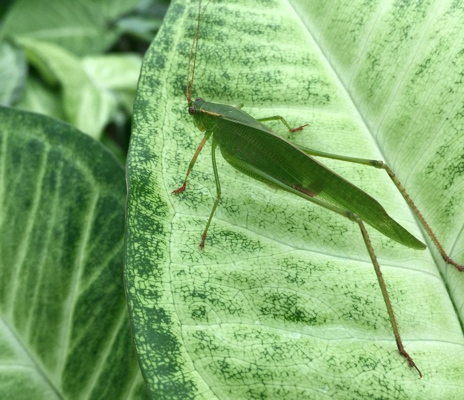 beautiful grasshopper on blurred background