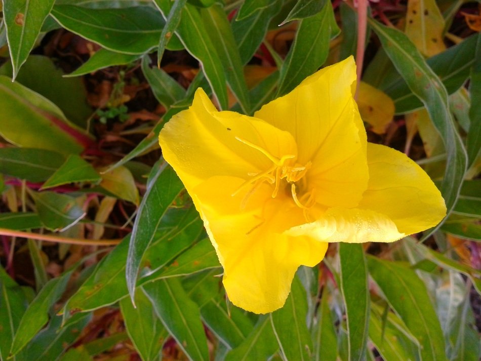 bright yellow wildflower in summer
