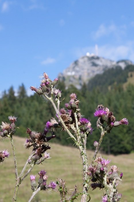 thistle on a background of mountains