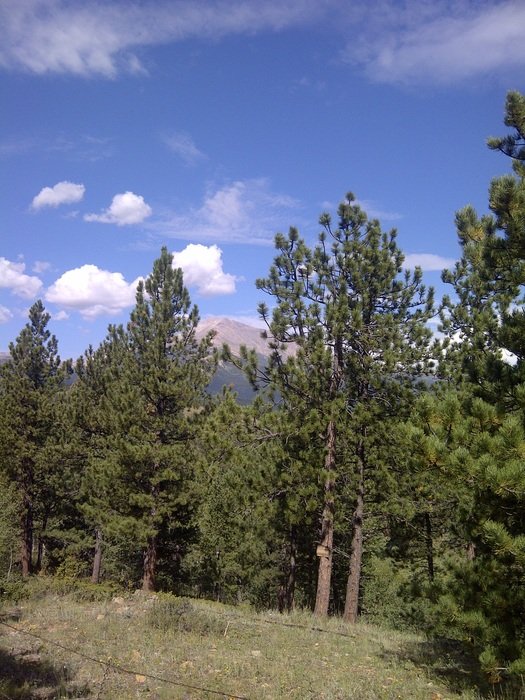 forest in the state reserve in the delavere