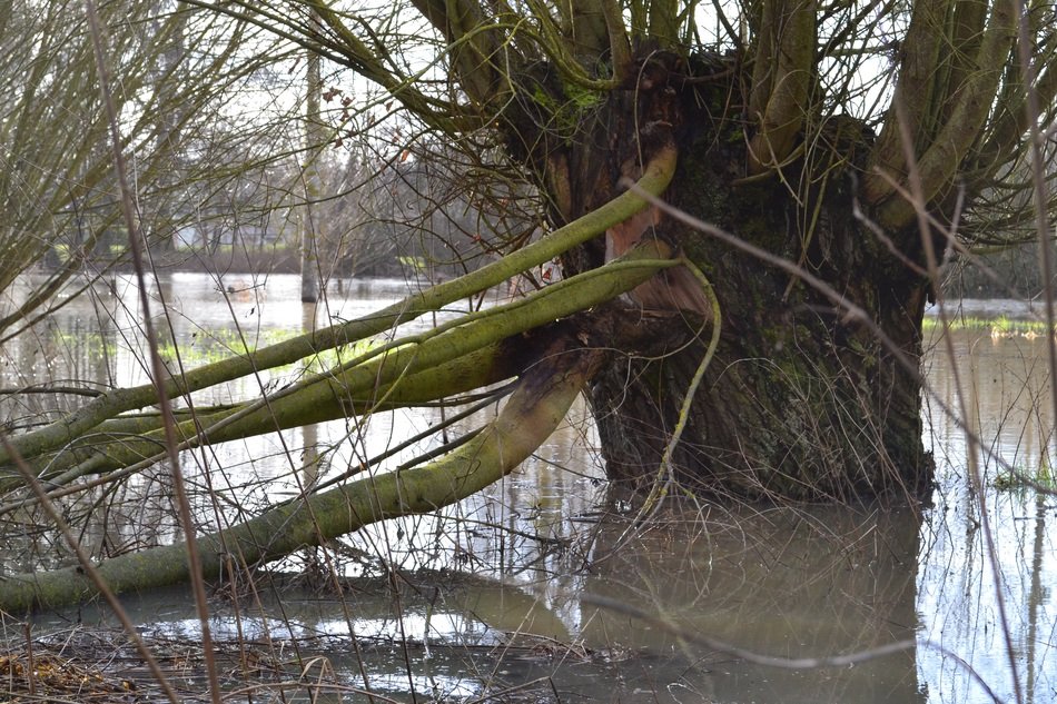 big tree in the water