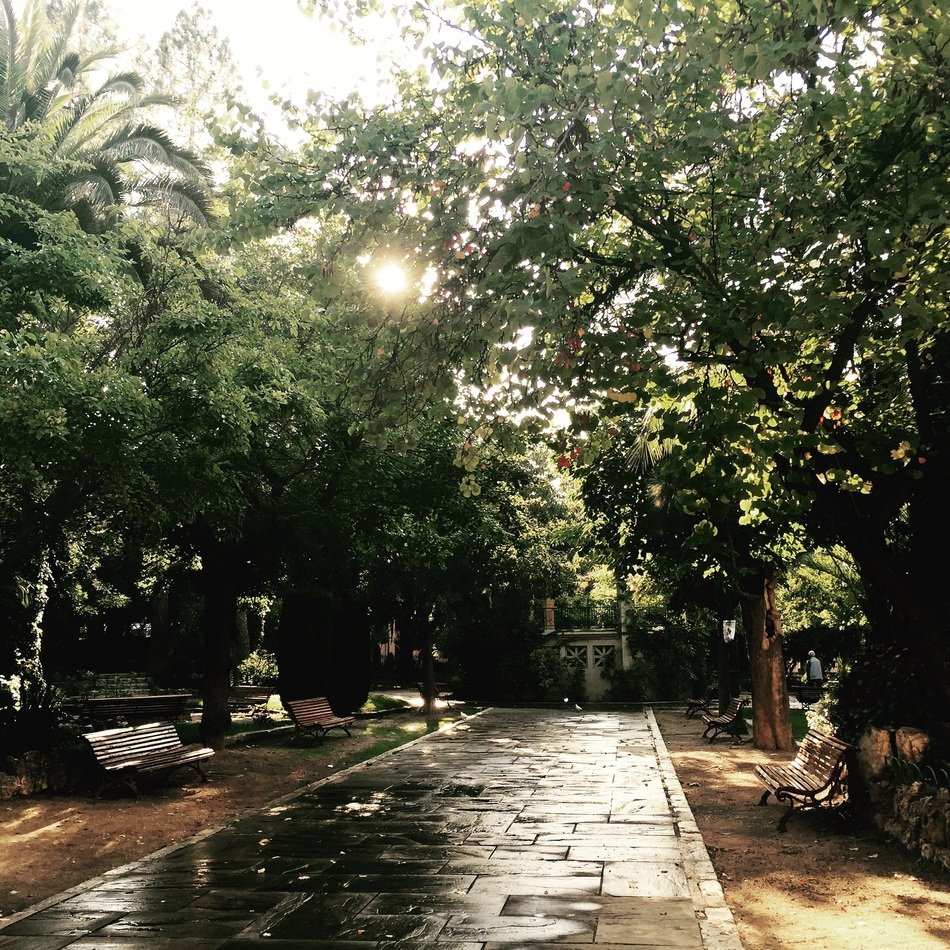 trail in the park under green trees