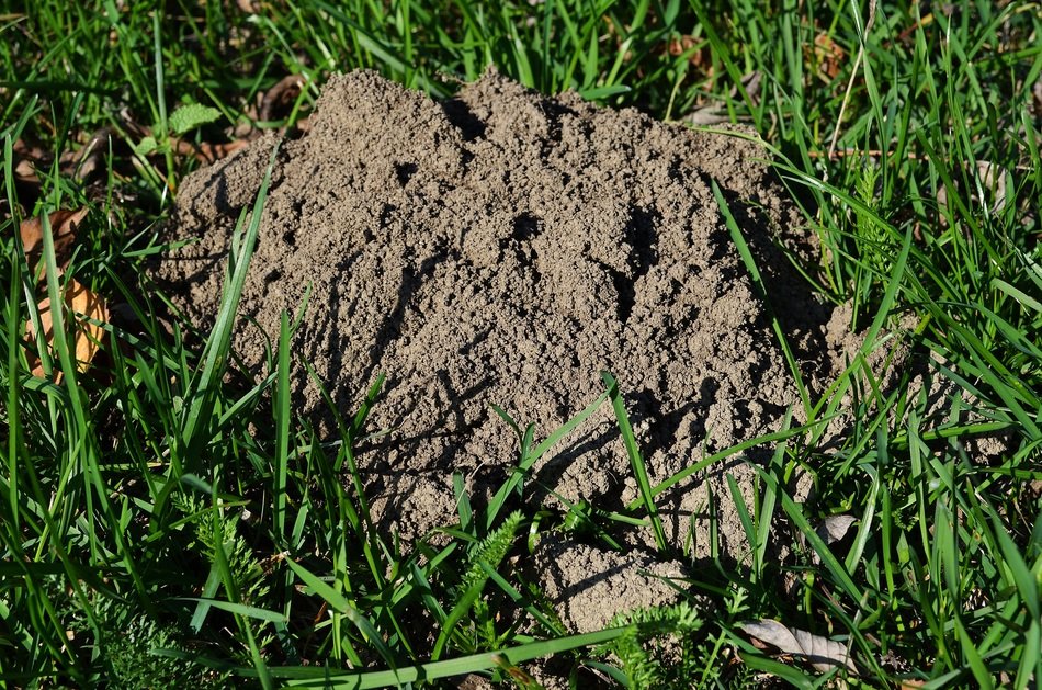 the soil on the lawn