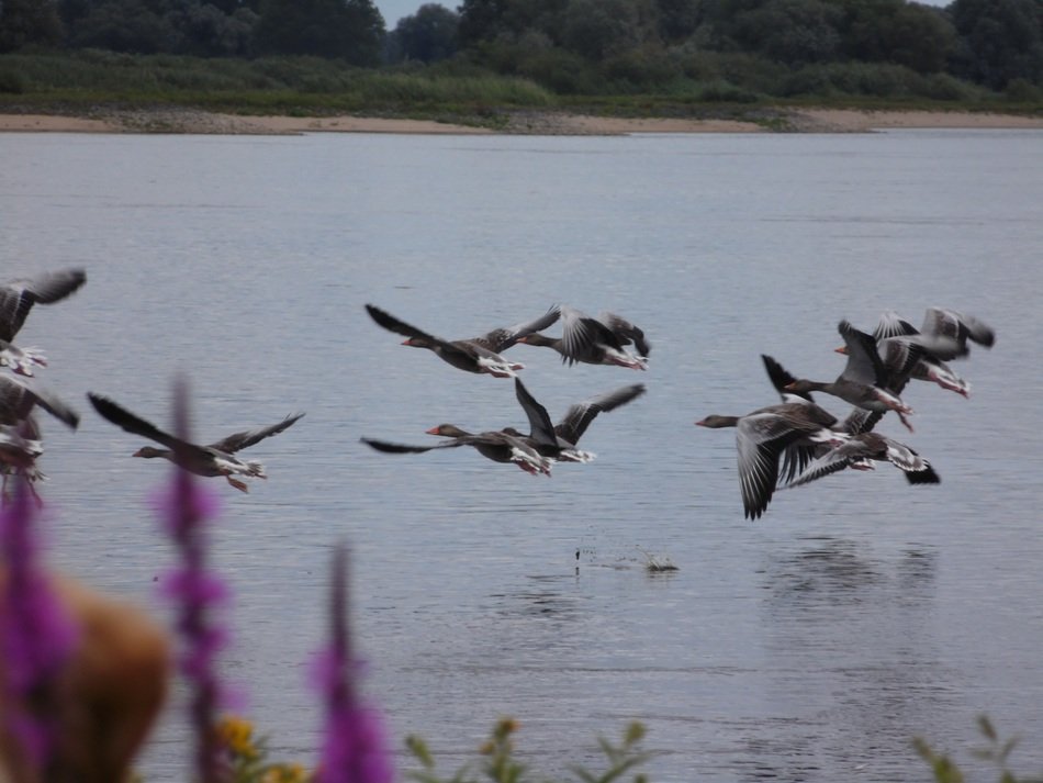 geese on the elbe