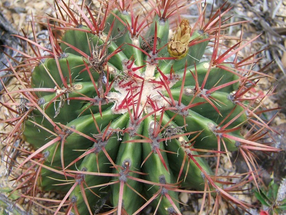ferocactus, top view of prickly succulent plant