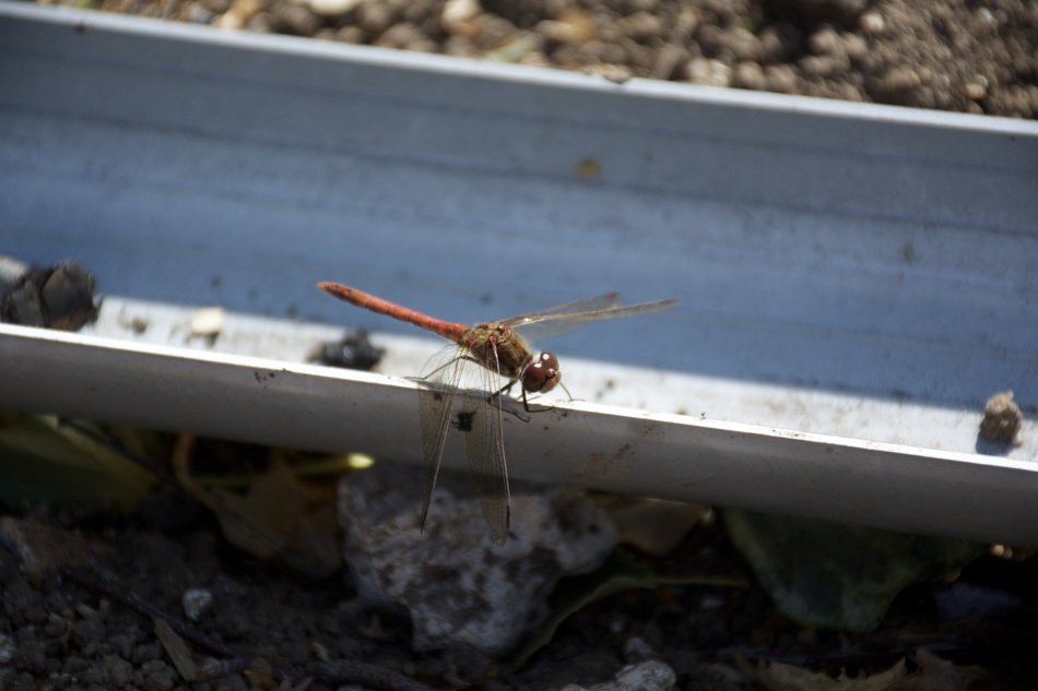 dragonfly on metal shard