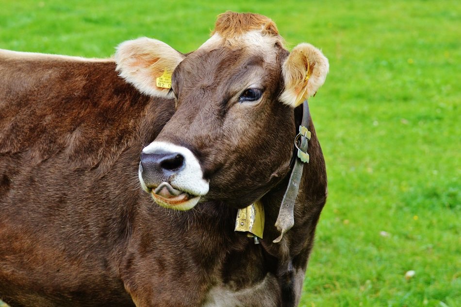 young brown calf with head turned