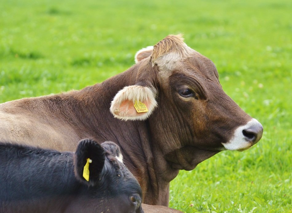 cows of the Allgäu farm
