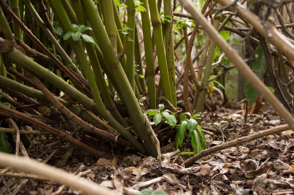 sprouts and green stalks in the forest