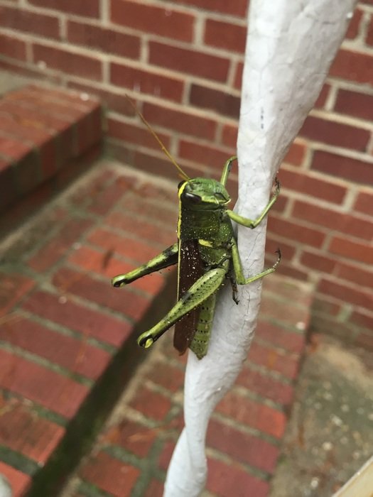 grasshopper on brick steps