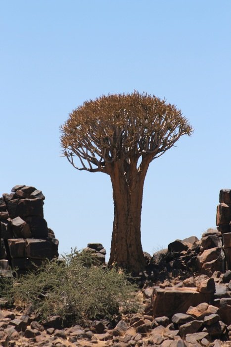 Exotic tree in Namibia