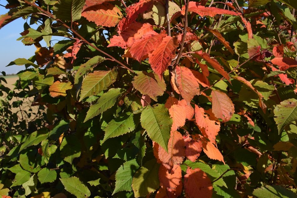 red bush leaves in autumn