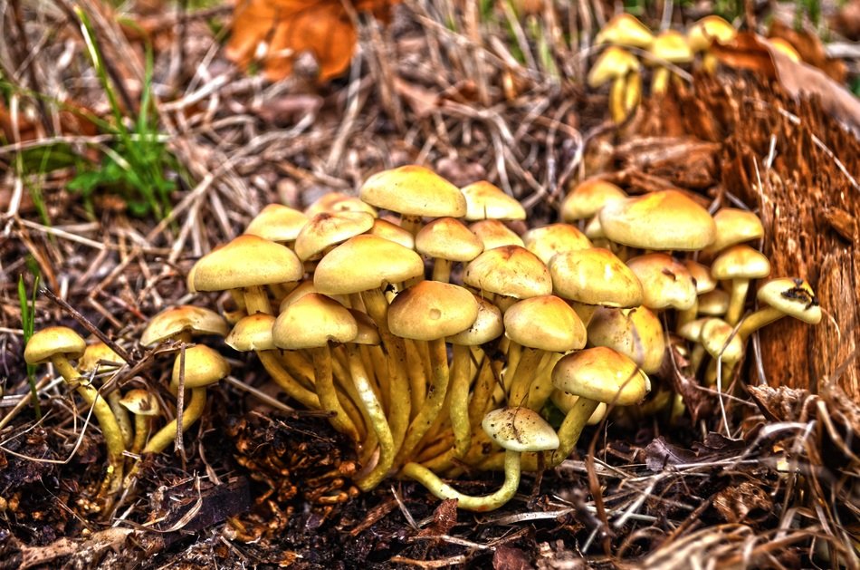 bush of mushrooms on the ground