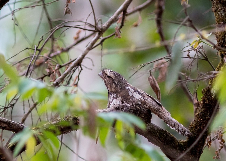 the birds mouth frog