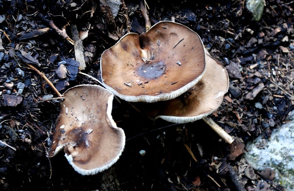 mushrooms on the ground in the forest