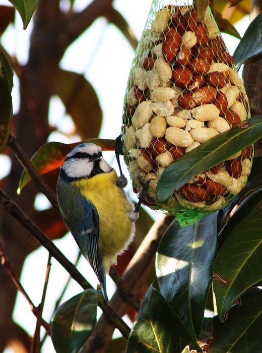domestic bird