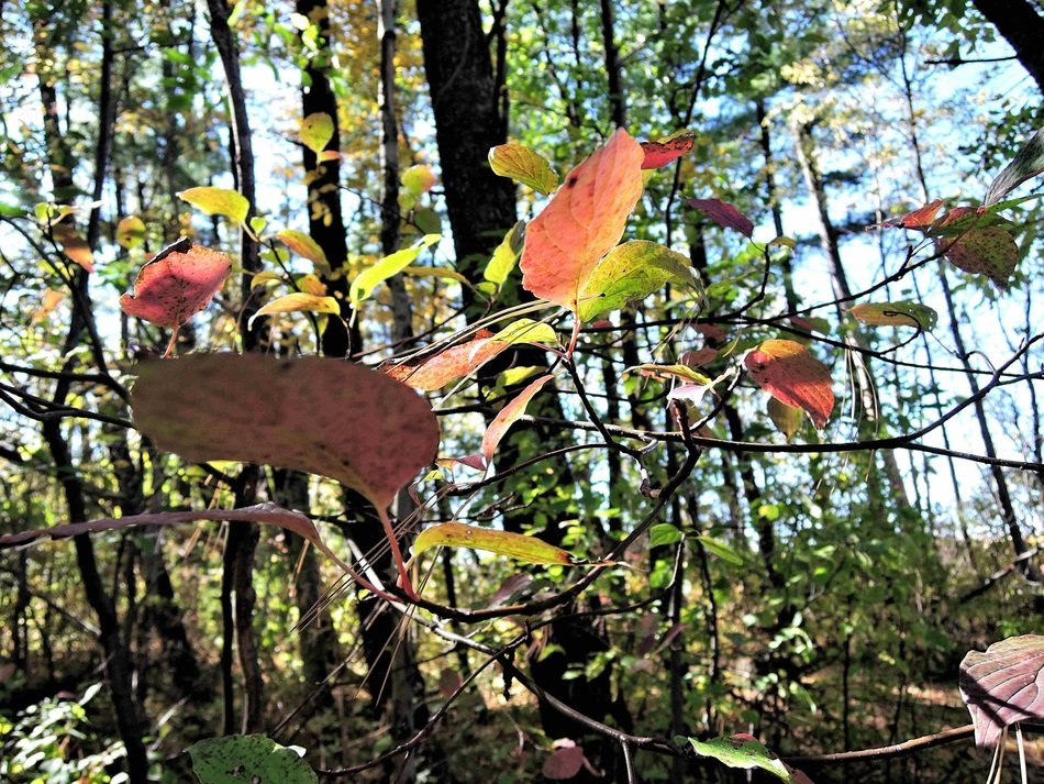 autumn colors in the sunny forest