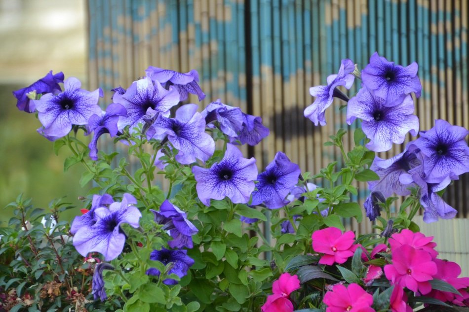 garden full of flowers