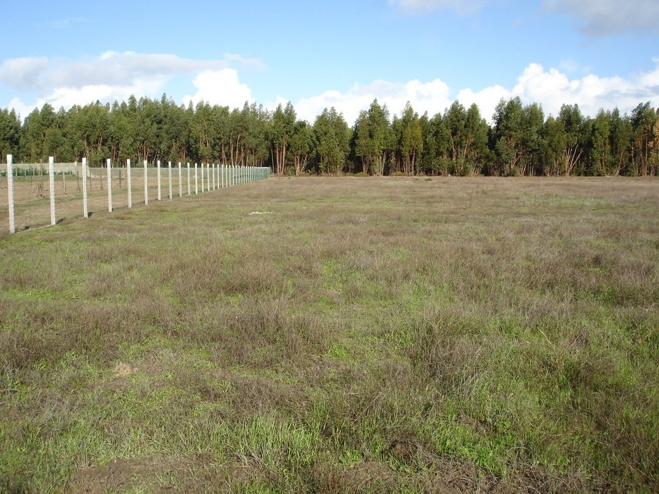 White fence on a beautiful green meadow near the forest