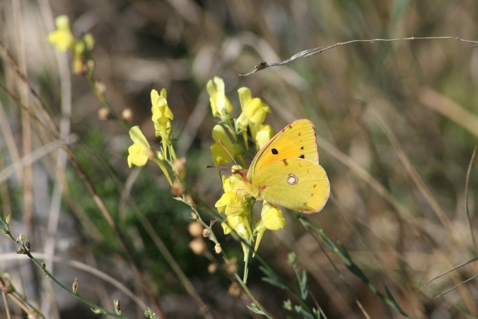 yellow butterfly on the yellow wildflower