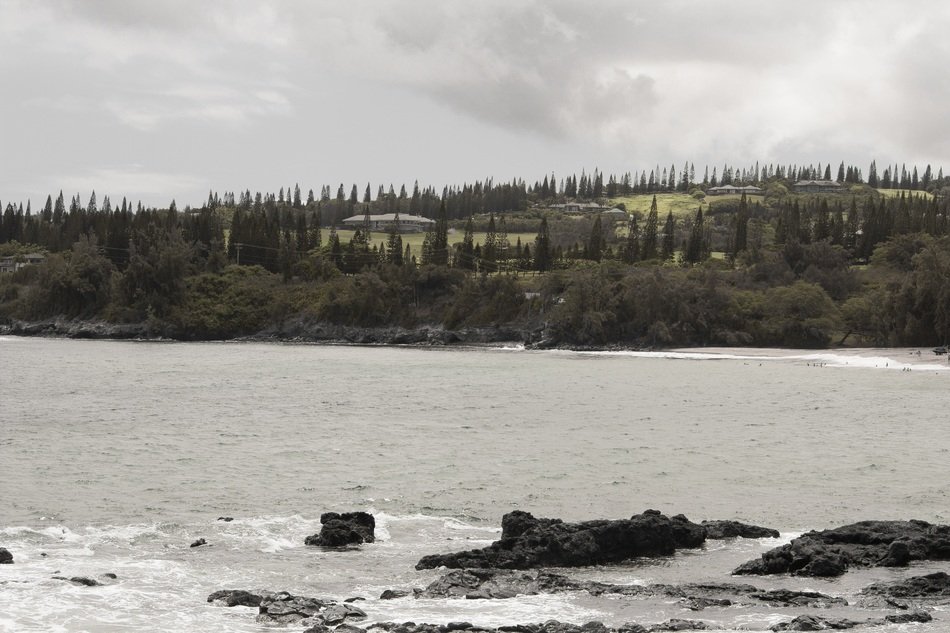 Landscape of the trees near the ocean
