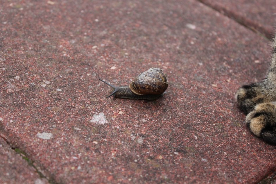 cat snail and paws on a garden tile