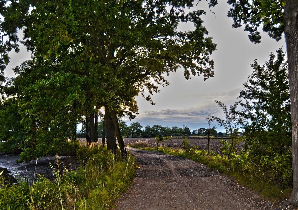 beautiful forest road between trees