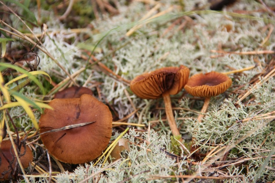old mushrooms in the grass