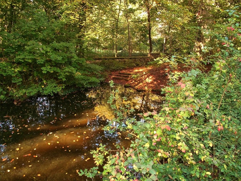 descent to the pond in the park