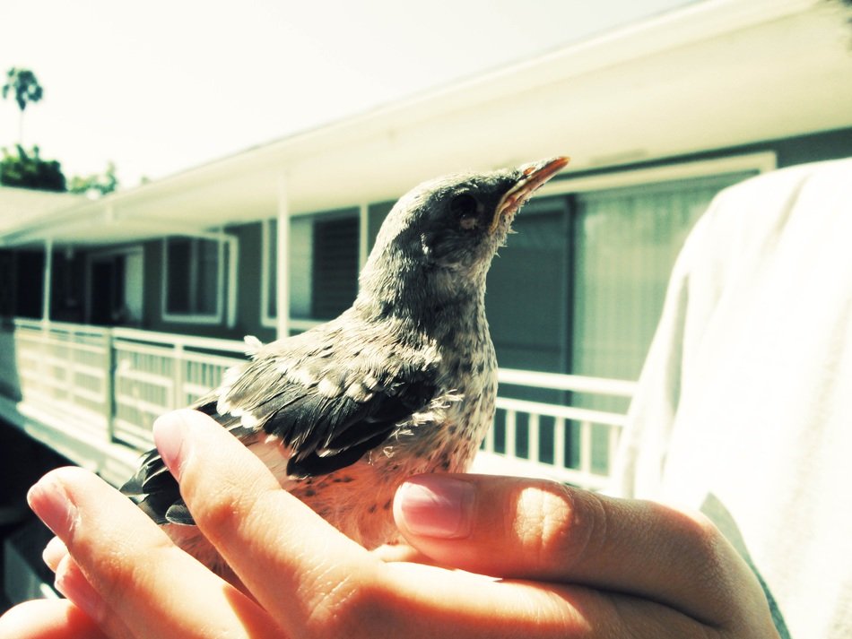 Picture of mockingbird baby