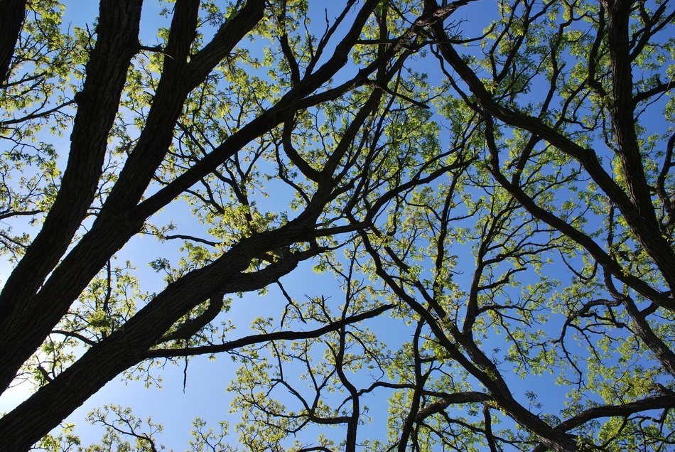 oak tree at the sunlight