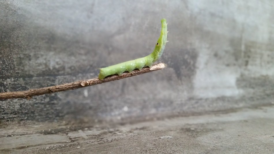 Close-up of the green caterpillar on the branch