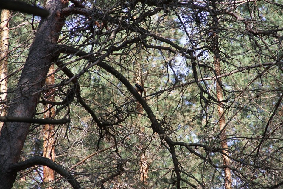 woodpecker on pine
