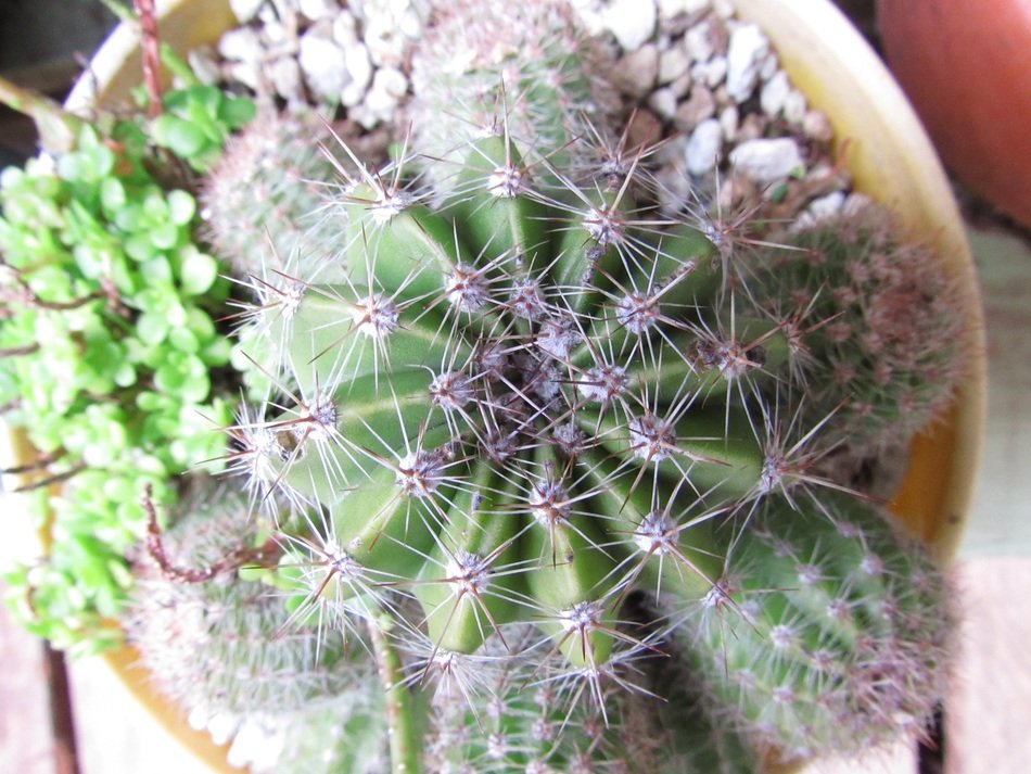 cactus in a pot top view