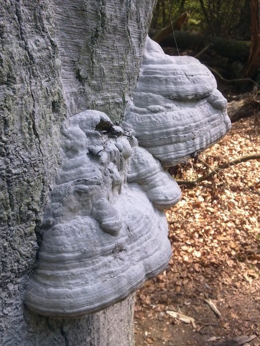 elves bench on tree closeup