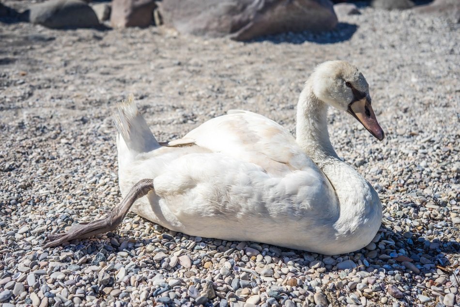 swan lying on the pebbles
