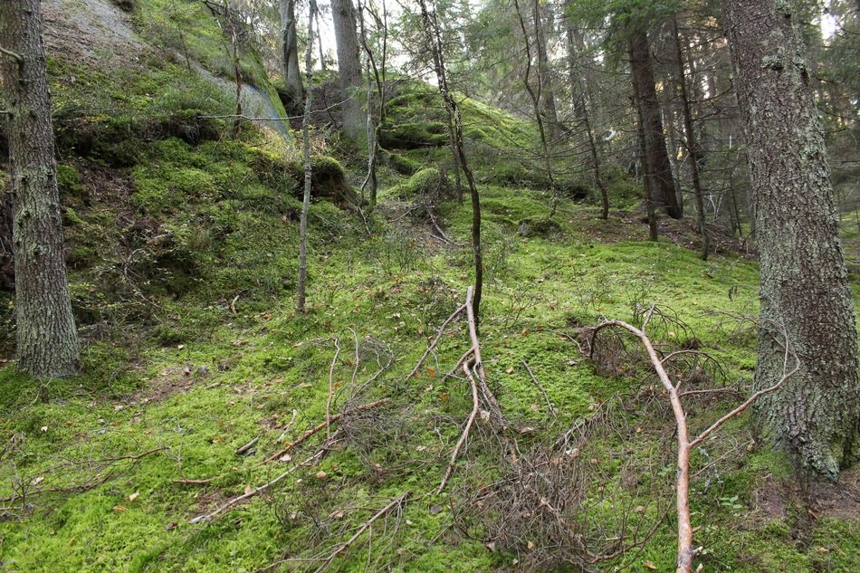 Moss in the forest in summer