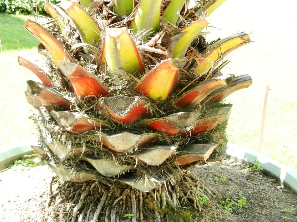 closeup plant rhizome
