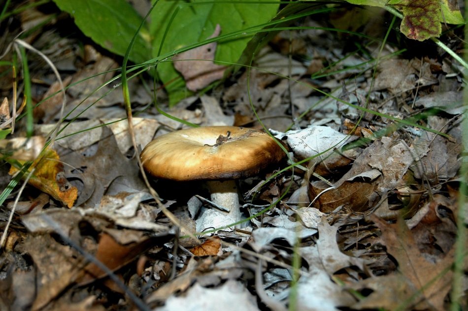 Mushroom among foliage