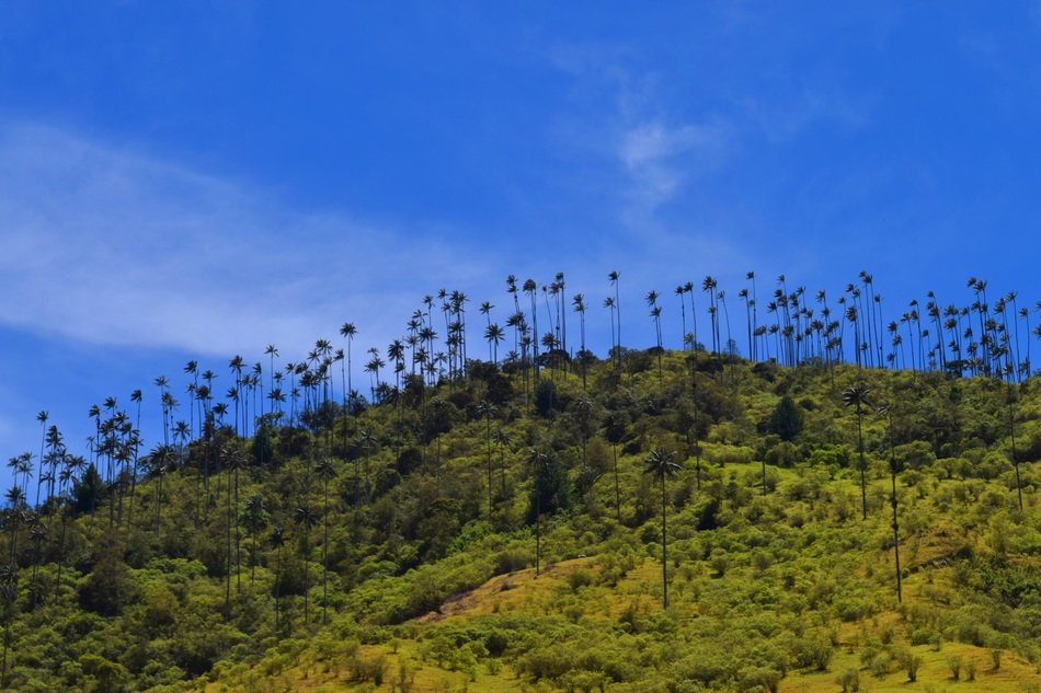 silhouettes of palm trees in the valley