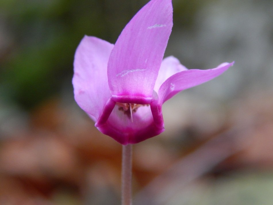 pink cyclomene in the forest
