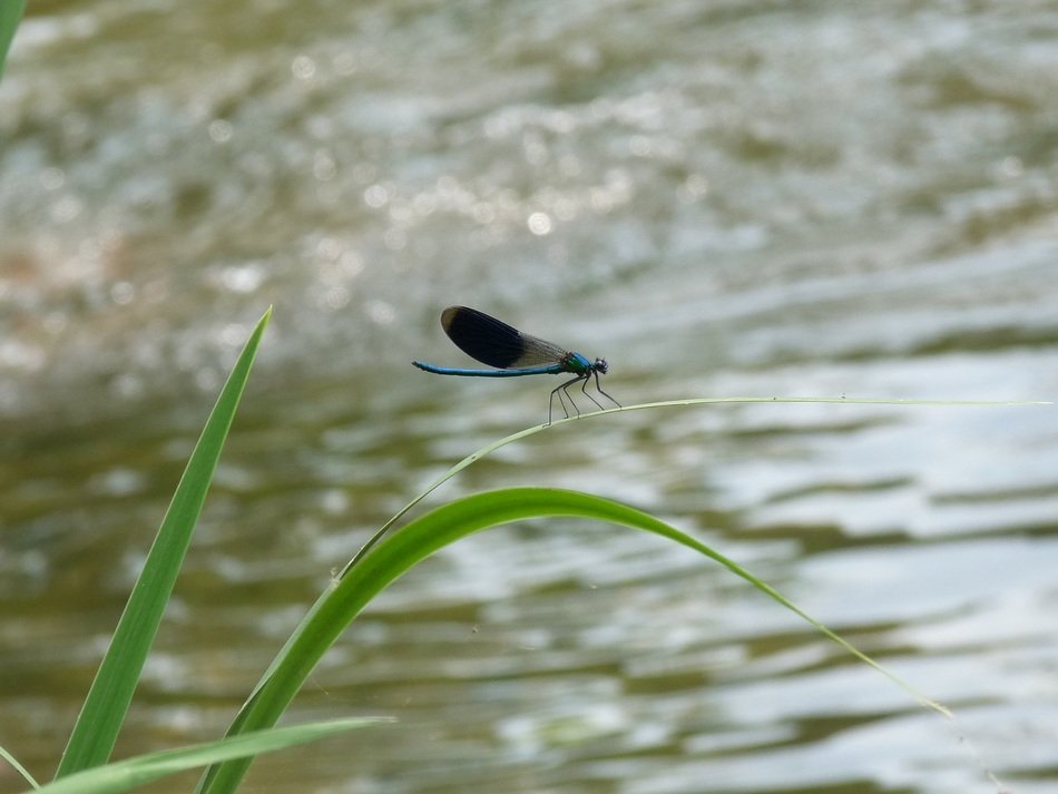 Close-up of the beautiful dark dragonfly on the green leaf near the river