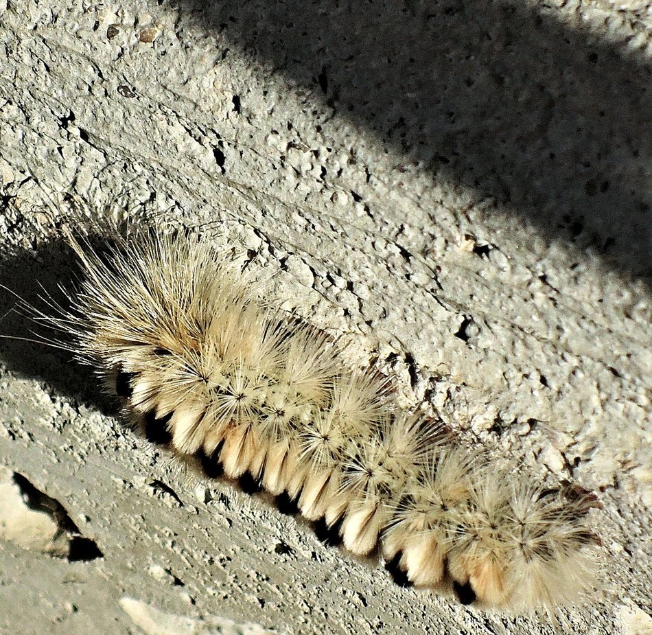poisonous caterpillar Hickory
