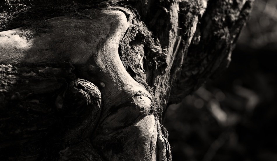 Black bark of the tree
