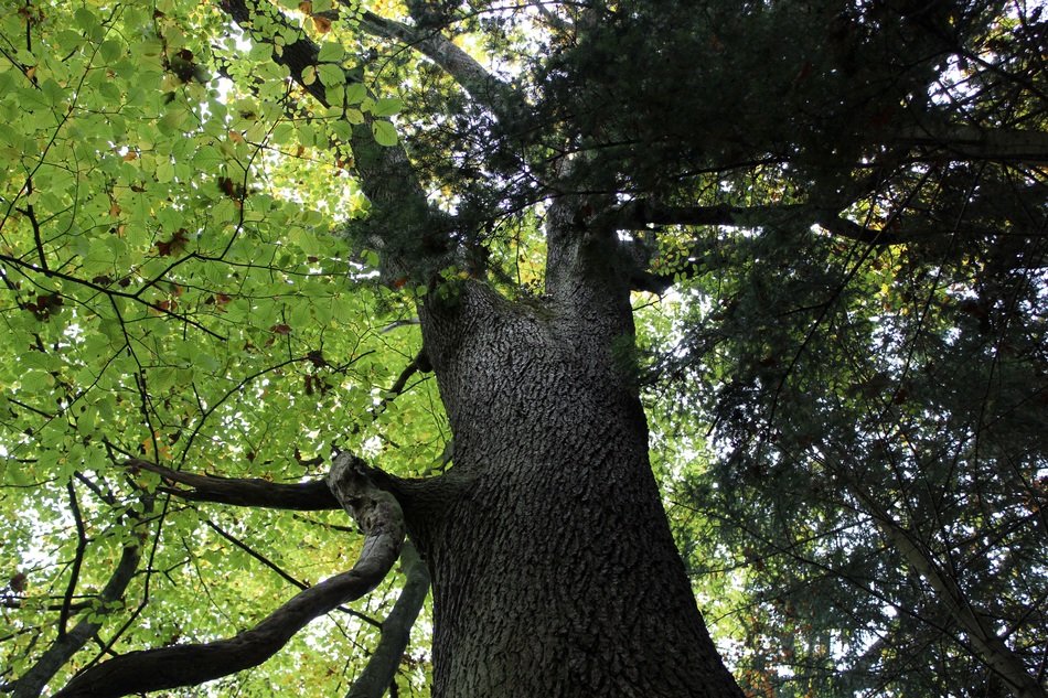 beech crown in forest scene close-up