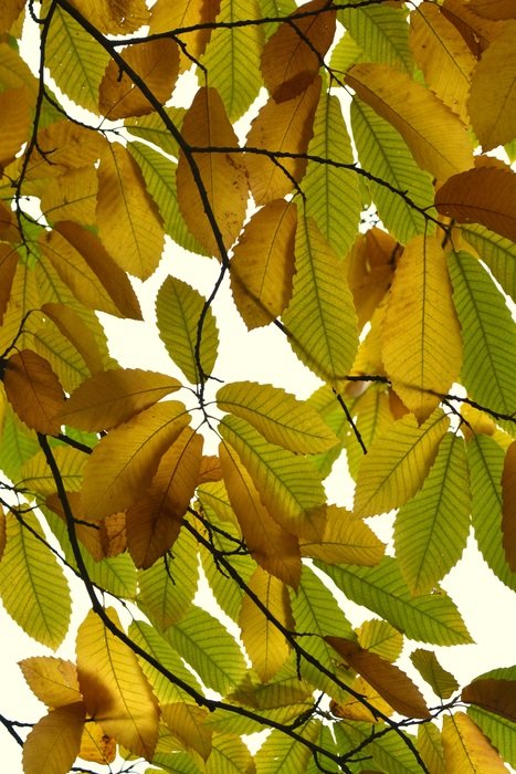 Beautiful Yellow autumn leaves