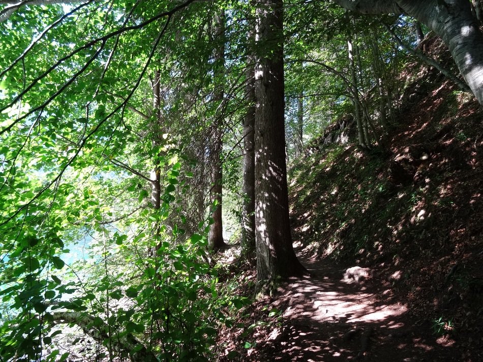 calming nature in the forest